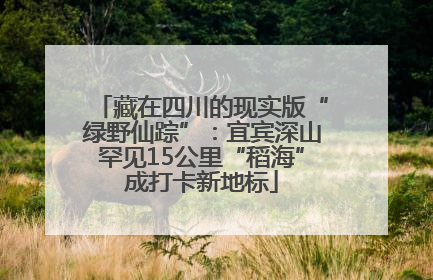 藏在四川的现实版“绿野仙踪”：宜宾深山罕见15公里“稻海”成打卡新地标