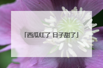西瓜红了 日子甜了