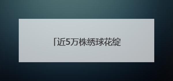 近5万株绣球花绽放，上海滨江森林公园绣球花展开幕