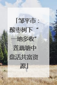 邹平市：酸枣树下“一地多收” 莲藕塘中盘活共富资源