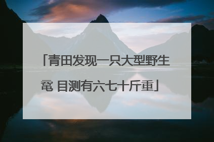 青田发现一只大型野生鼋 目测有六七十斤重