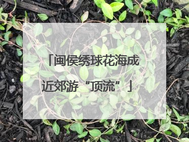 闽侯绣球花海成近郊游“顶流”