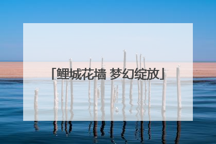 鲤城花墙 梦幻绽放