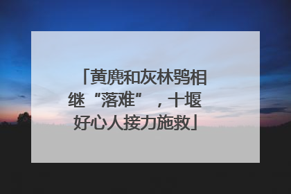 黄麂和灰林鸮相继“落难”，十堰好心人接力施救