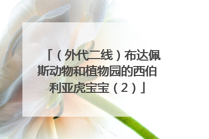（外代二线）布达佩斯动物和植物园的西伯利亚虎宝宝（2）