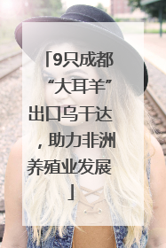 9只成都“大耳羊”出口乌干达，助力非洲养殖业发展